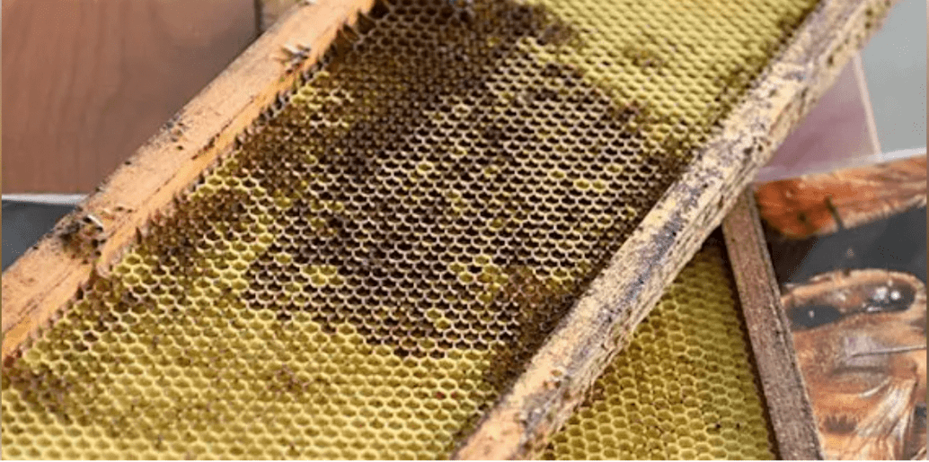So You Want to Be a Beekeeper