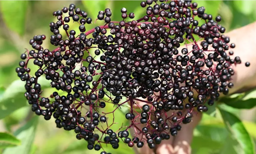 Elderberry Growing Workshop