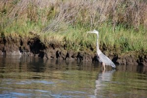 Birding Walks at Janes Island State Park