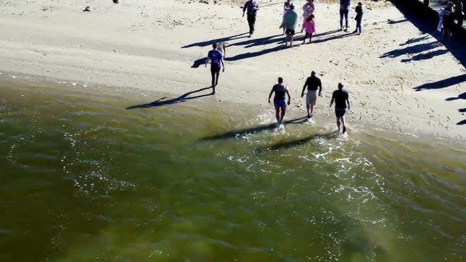 New Year’s Day Oyster Dip