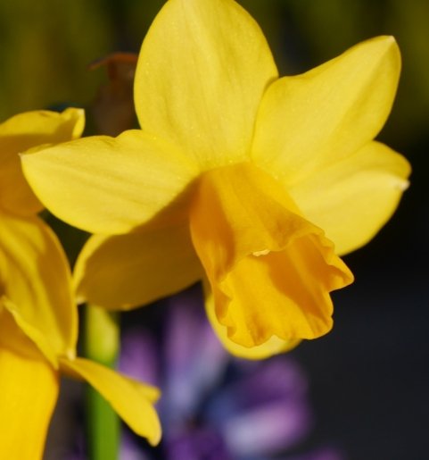 Somerset County Garden Club Meeting