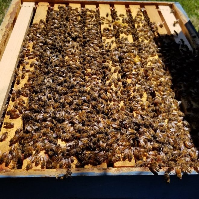Victory Garden Apiary