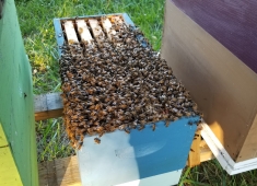 Victory Garden Apiary