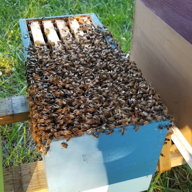 Victory Garden Apiary