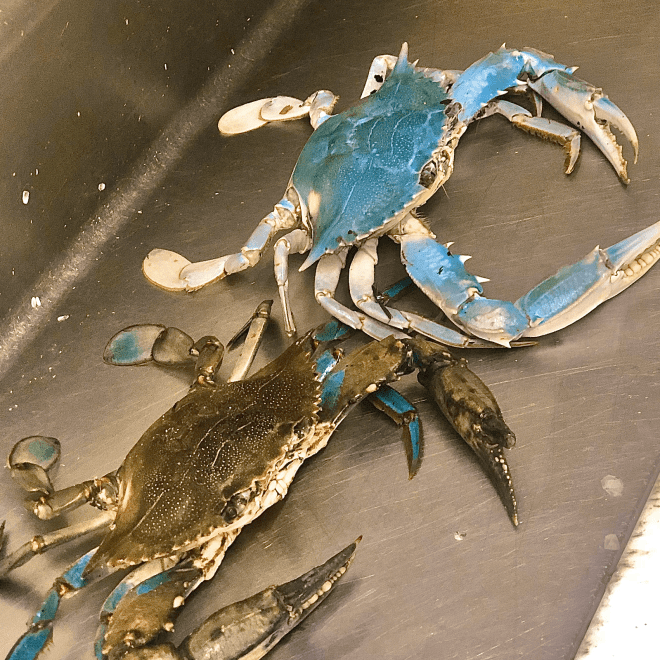 Southern Connection Seafood