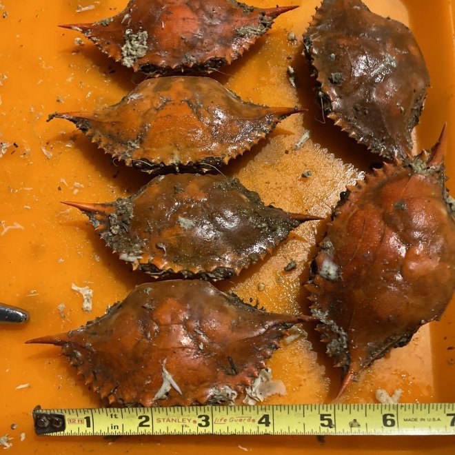 Somerset Seafood Company