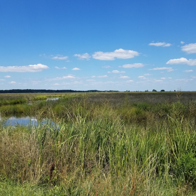 Deal Island State Wildlife Management Area