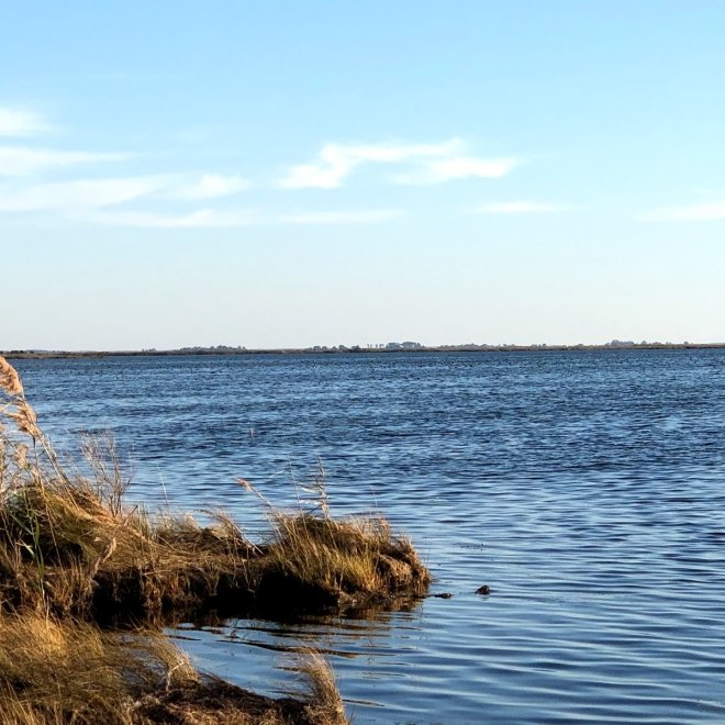 Deal Island State Wildlife Management Area