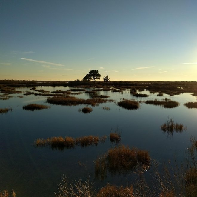 Deal Island State Wildlife Management Area