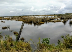 Deal Island State Wildlife Management Area