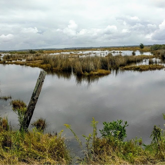 Deal Island State Wildlife Management Area