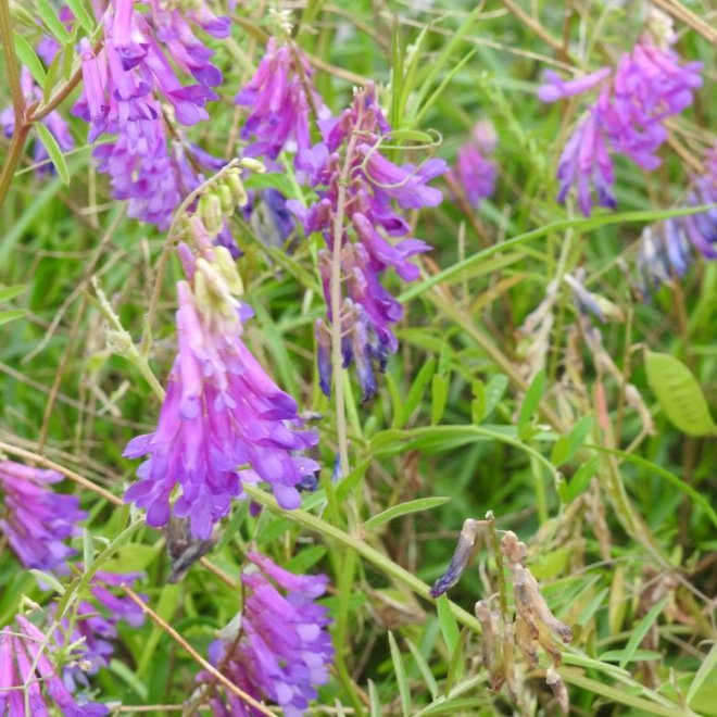 Deal Island State Wildlife Management Area