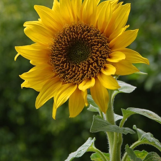 Priceless Flowers