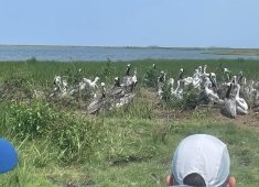 Smith Island Eco Tours and Charters