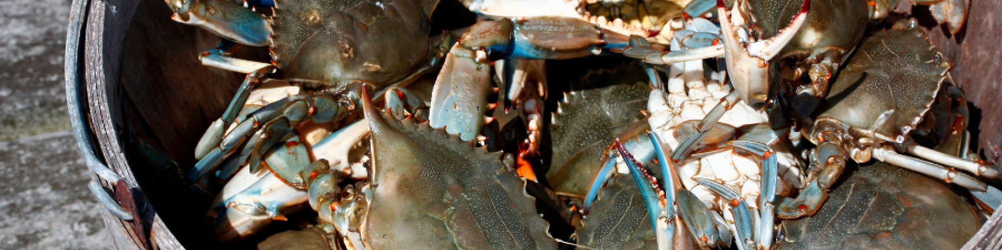 Kick Off Crab Season in Somerset County, MD